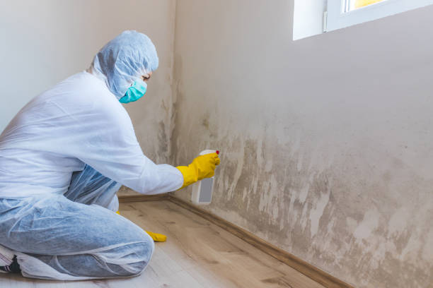 Licensed Black Mold Removal service in Dublin, VA - WQB Mold Removal