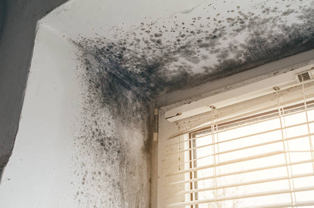 Affordable Black Mold Removal solutions in Dublin, VA