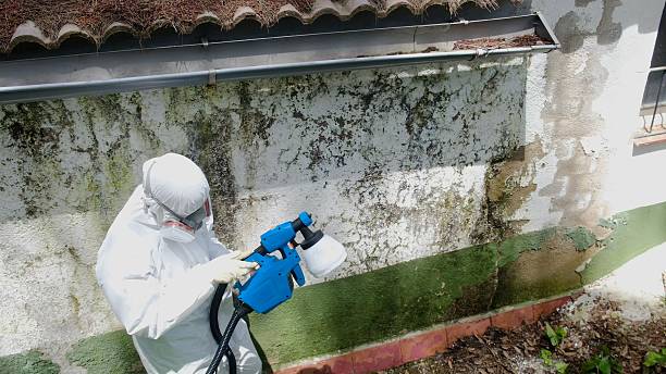 Top rated local Black Mold Removal specialists in Dublin, VA